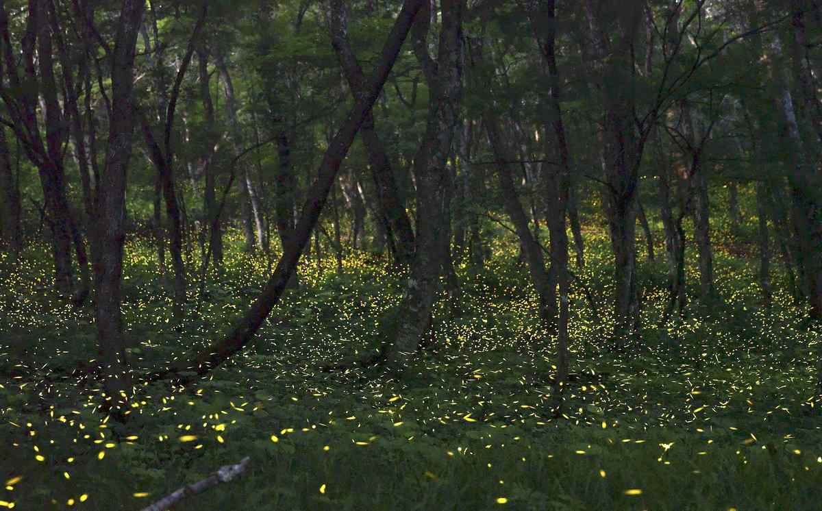 Mt. Oritsume Glows by Light of Himebotaru Fireflies in Iwate Prefecture ...